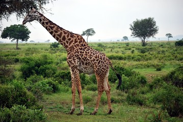 Giraffe which eats tree leaves