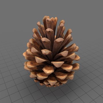 Cone Fir