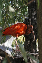 scarlet ibis