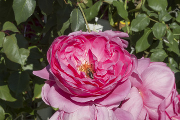 beautiful rosebud bloom in summer