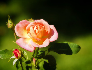Pink rose with yellow nuances on blurred background