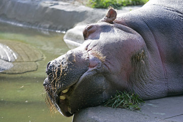 hippopotamus