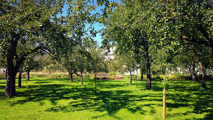 Bavaria, Germany - orchard with apple trees