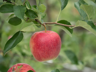 リンゴ畑
