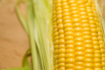 The seeds  fruit of the corn closeup.