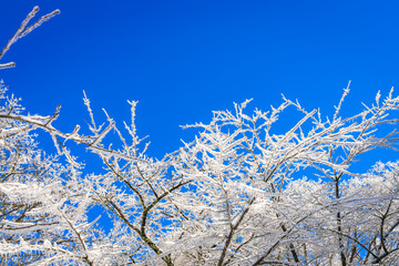 Frozen trees in winter with blue sky