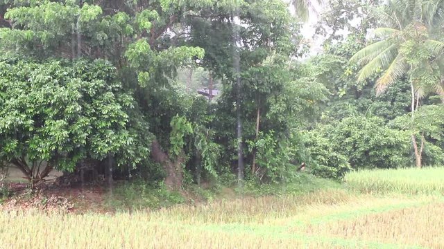 rain falling on the countryside in the north of Thailand