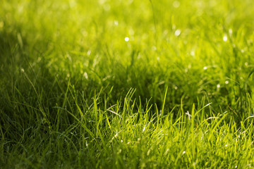 Grass Background./Grass Background 