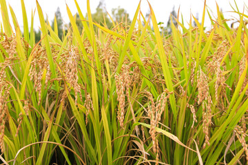 golden rice field / A view of golden rice field, korea 