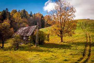 Abandoned house under the tree