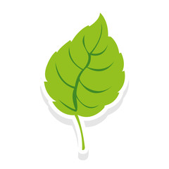 simple leaf icon image vector illustration design 