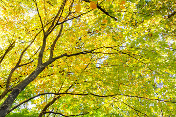 Fototapeta na wymiar Beautiful Colorful Autumn Leaves