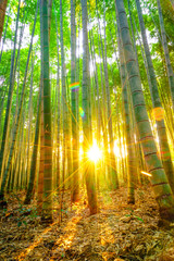 Bamboo forest with sunny in morning