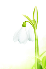 White flower snowdrop close-up.