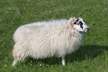 Sheep on Isle of Harris