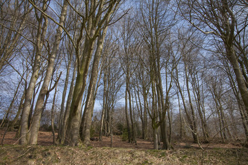 trees in forest with blue sky
