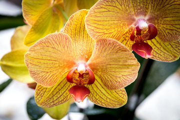 phalaenopsis yellow orchid