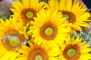 Tuscany sunflowers closeup