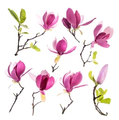 Papier Peint photo Magnolia Fleurs de magnolia rose isolés sur fond blanc