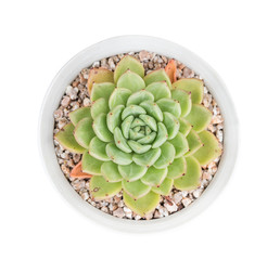  Miniature succulent plants in garden