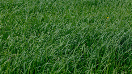 Background of a green grass. Green grass texture