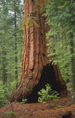 sequoia sapling