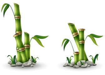 Fototapeta premium Green bamboo stems with leaves isolated on white background