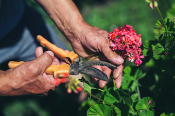 The gardener is cutting a flower at a sunny day.