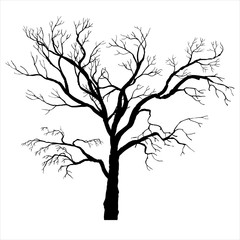 Fototapeta na wymiar winter tree silhouette