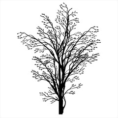 spring tree silhouette