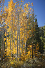 yellow aspens