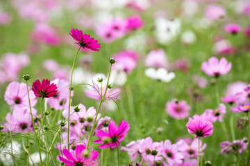 Obraz premium Cosmos Flower
