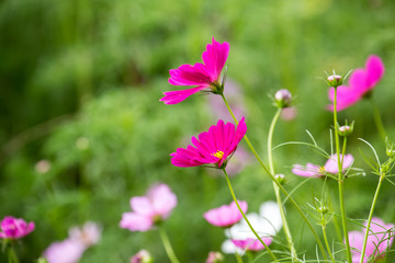 Fototapeta premium Cosmos Flower