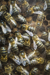 abejas en panal de observación con cristal 