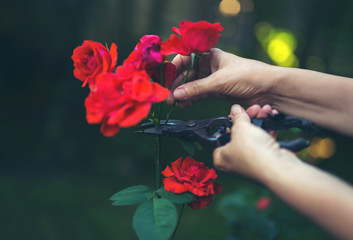 The gardener is cutting a flower at a sunny day.