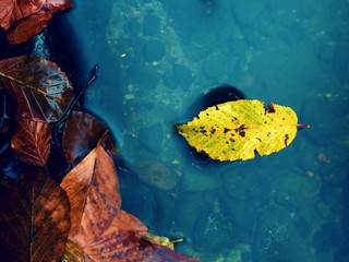 Autumn colors.  Death beech  yellow leaf caught  in cold water. S