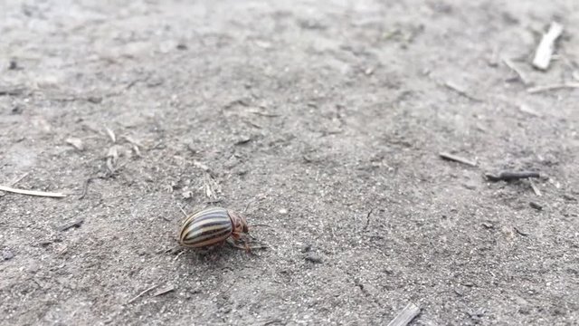 A dusty colorado potato beetle walking rightwards, stumbling, falling and overcoming the obstacle stick on its way. Entomological winner concept showing a hard wildlife of an insect on the road