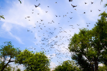 bird flying in the sky