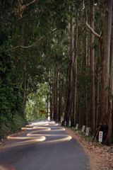 car headlight streaks in eucalyptus