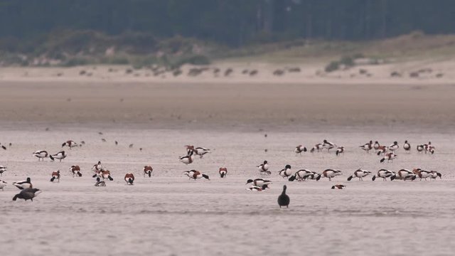 Oiseaux en Baie de Somme (Picardie, Hauts de France, France) - Tadornes de Belon, Huitriers-pies...