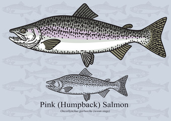 Pink (Humpback) Salmon. Vector illustration for artwork in small sizes. Suitable for graphic and packaging design, educational examples, web, etc.