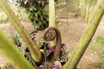 Closeup of a new fern leaf curl