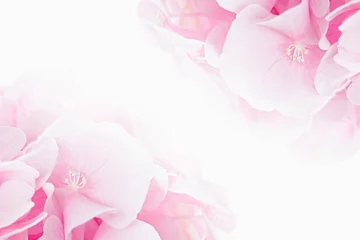 Foto auf Acrylglas Hortensie Bloosom hydrangea - pink flower on a white background. Floral background. Isolated.