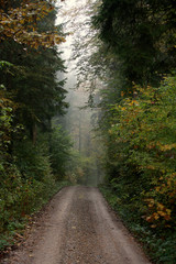 Fototapeta premium Waldweg im Herbst