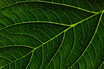 Obraz premium Green leaf texture. Macro.
