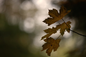 Herbstlaub im dunklen Wald