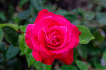 pink rose from garden