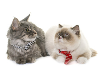 english longhair et maine coon cats