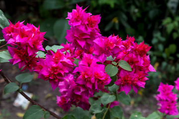 Close-up of pink cosmos flower