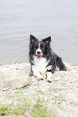 Border Collie am Wasser